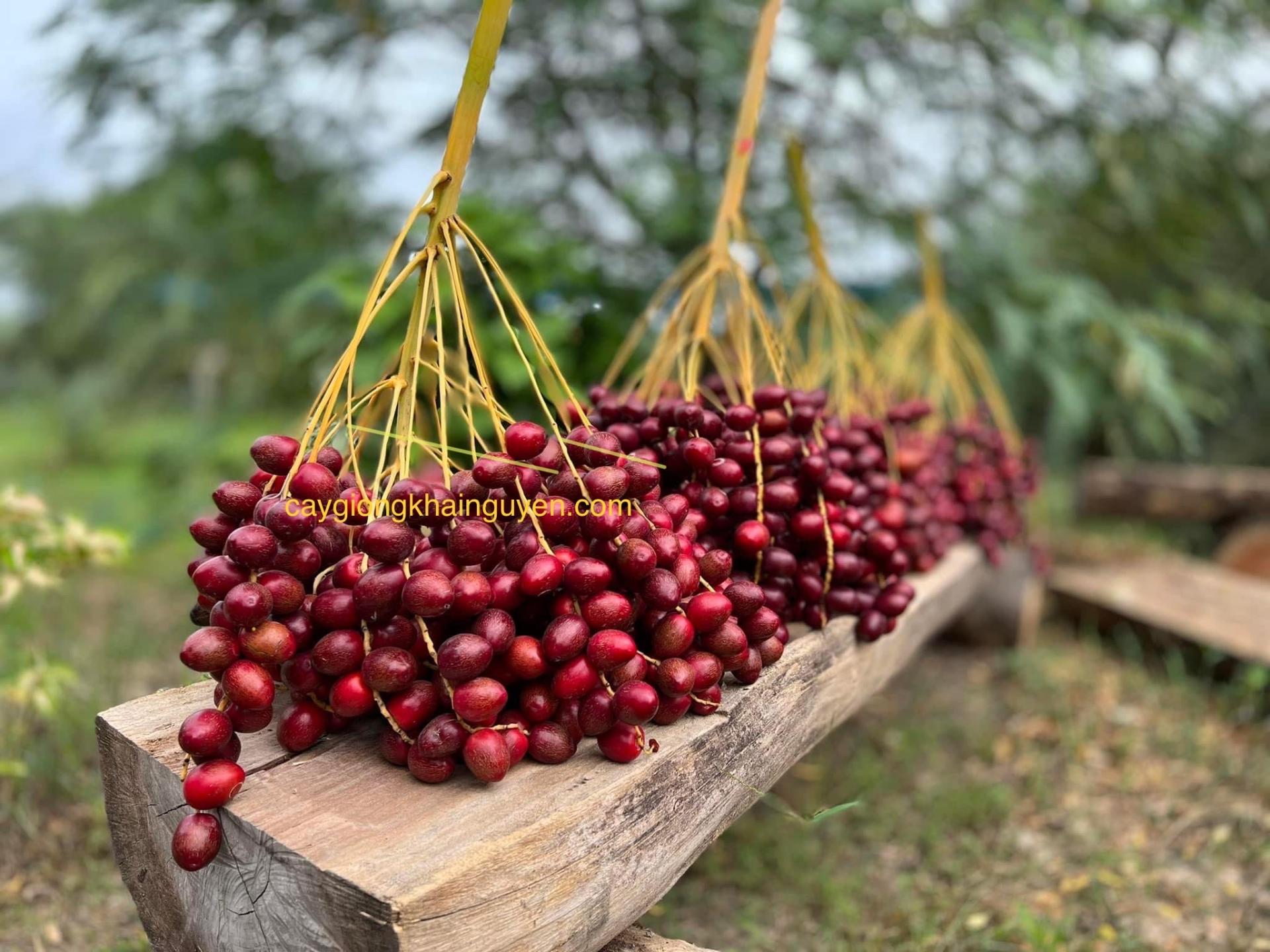 Chà là mô Red Barhee - 136